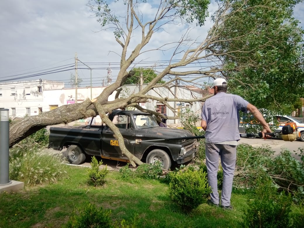 Cayó un árbol sobre camioneta en Plaza Independencia. No hubo víctimas