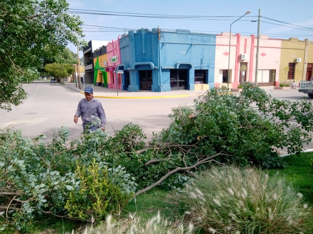 Cayó un árbol sobre camioneta en Plaza Independencia. No hubo víctimas