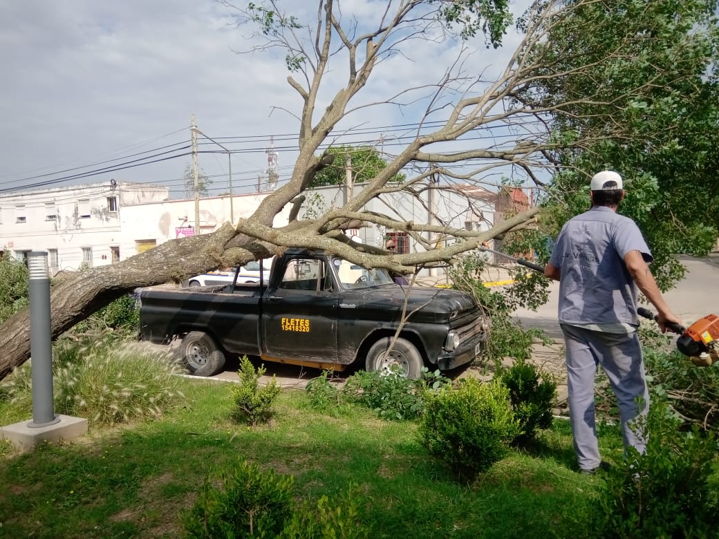 Cayó un árbol sobre camioneta en Plaza Independencia. No hubo víctimas