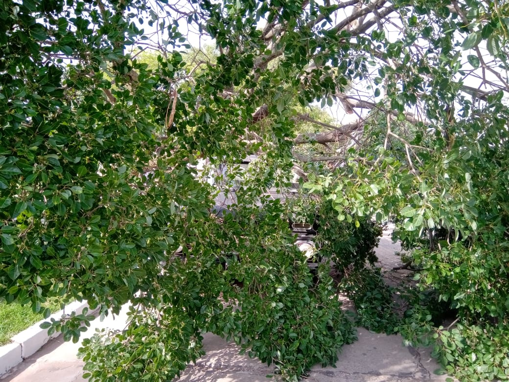 Cayó un árbol sobre camioneta en Plaza Independencia. No hubo víctimas