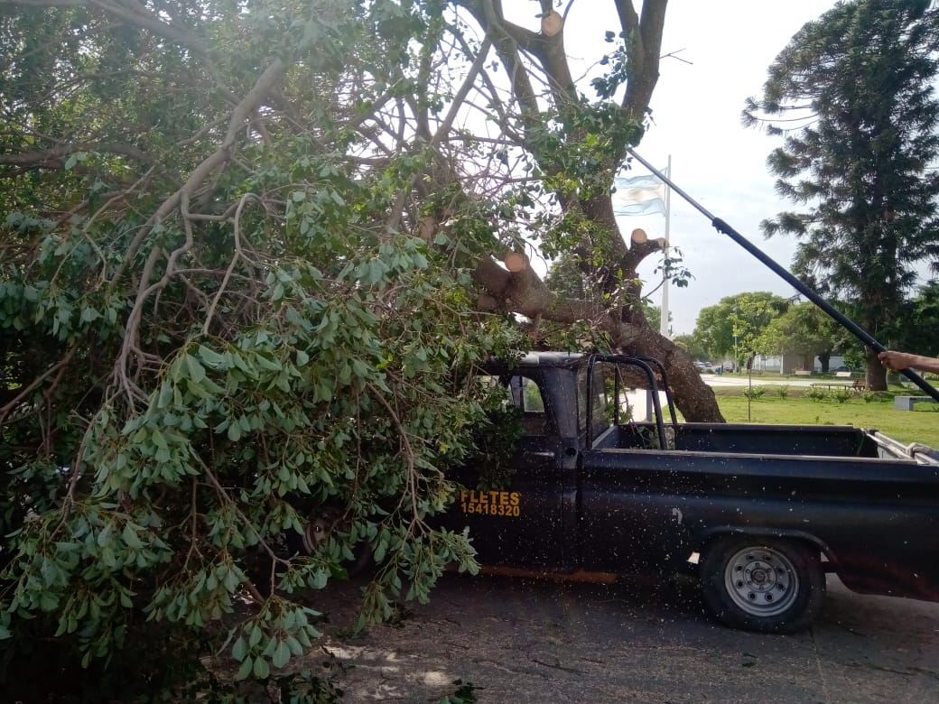Cayó un árbol sobre camioneta en Plaza Independencia. No hubo víctimas