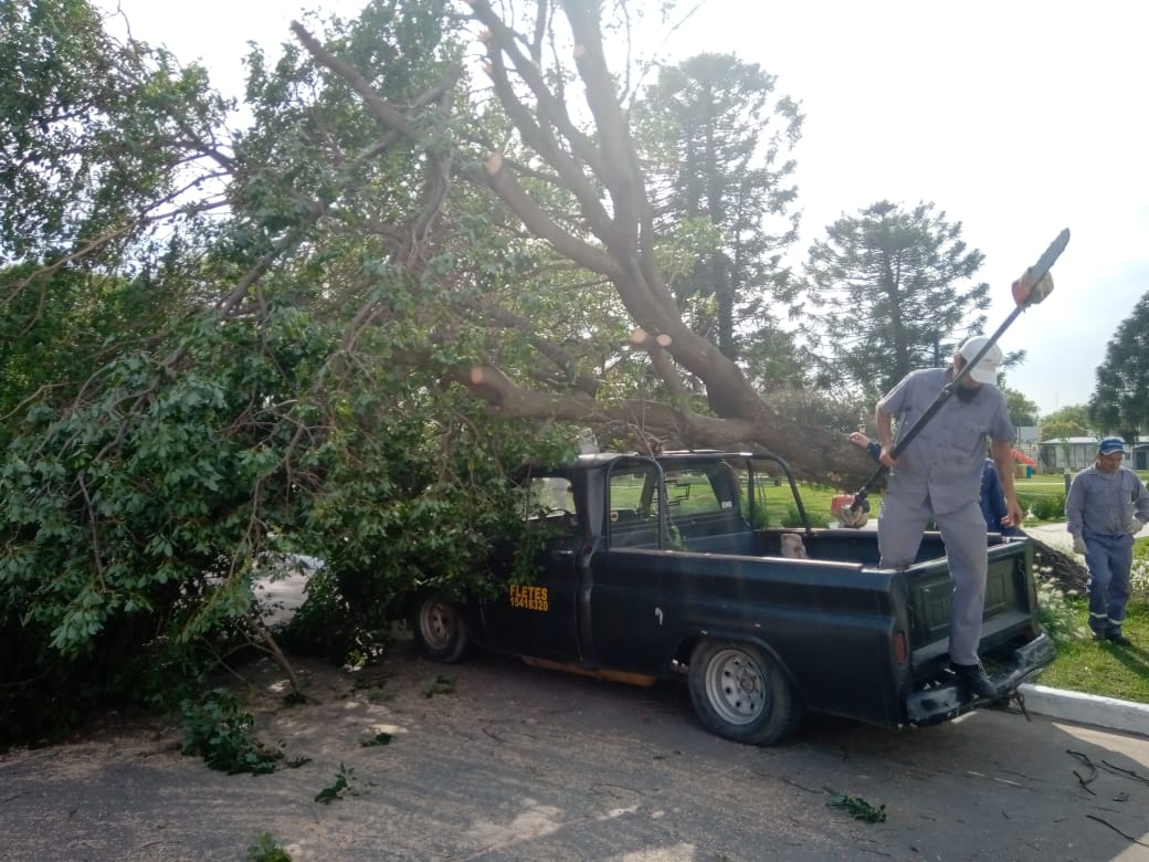 Cayó un árbol sobre camioneta en Plaza Independencia. No hubo víctimas