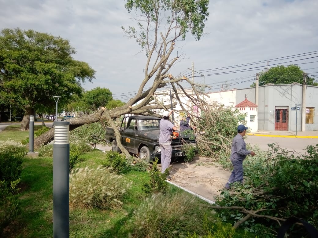 Cayó un árbol sobre camioneta en Plaza Independencia. No hubo víctimas