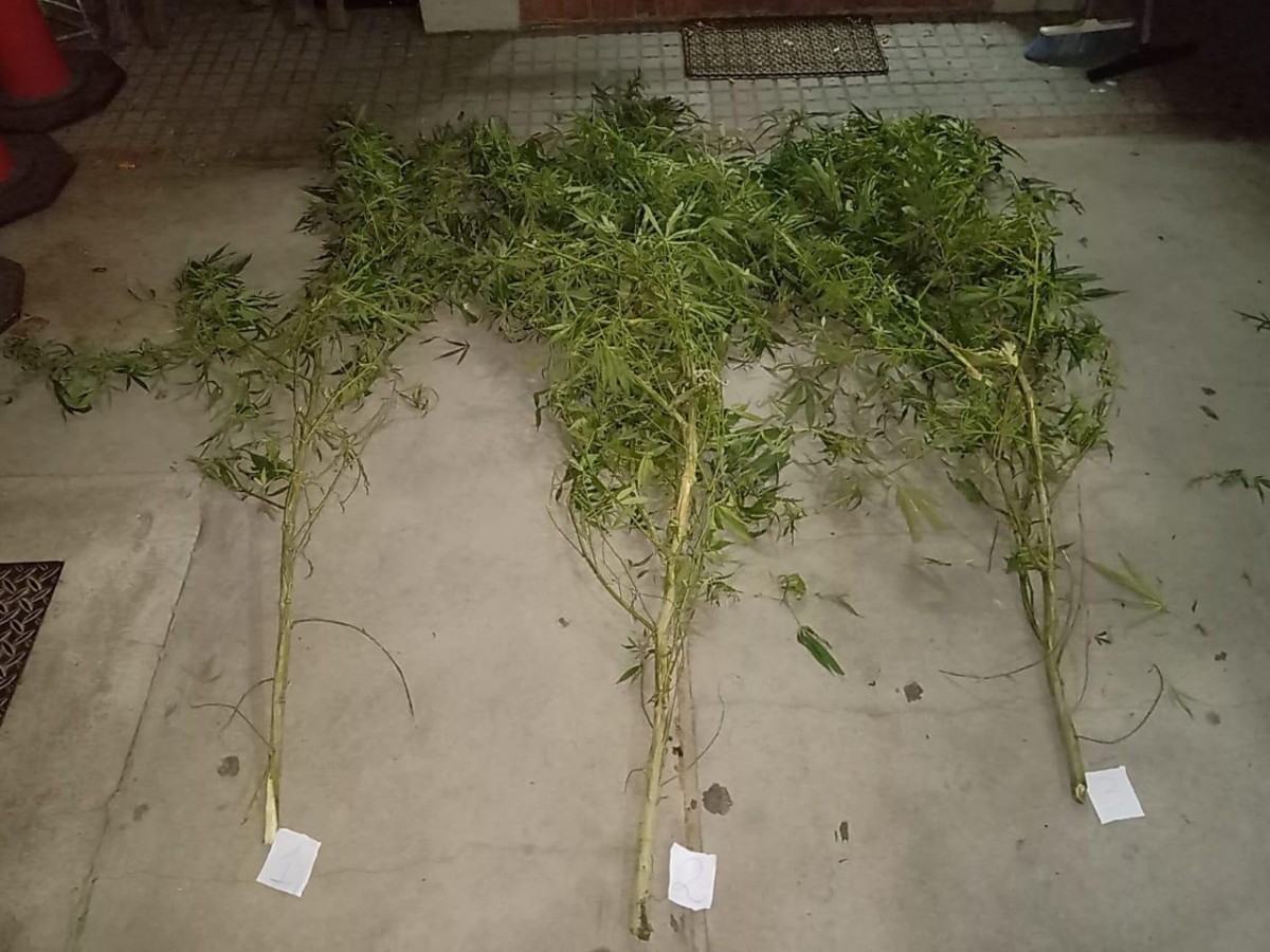 Un automovilista llevaba gajos de marihuana en el baúl