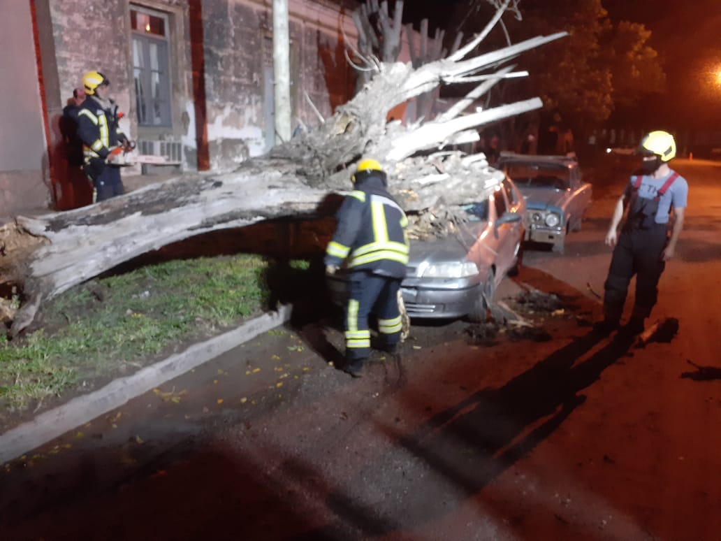 Un árbol cayó sobre un vehículo en calle Chaco de Las Varillas