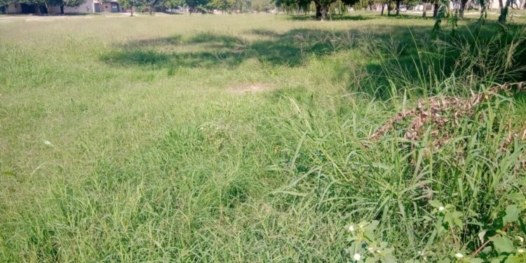 El Parque de los Yuyos