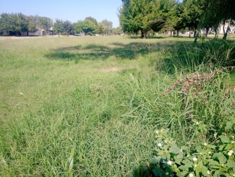 El Parque de los Yuyos