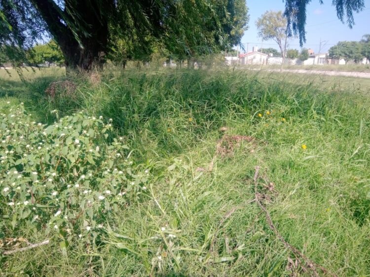 El Parque de los Yuyos