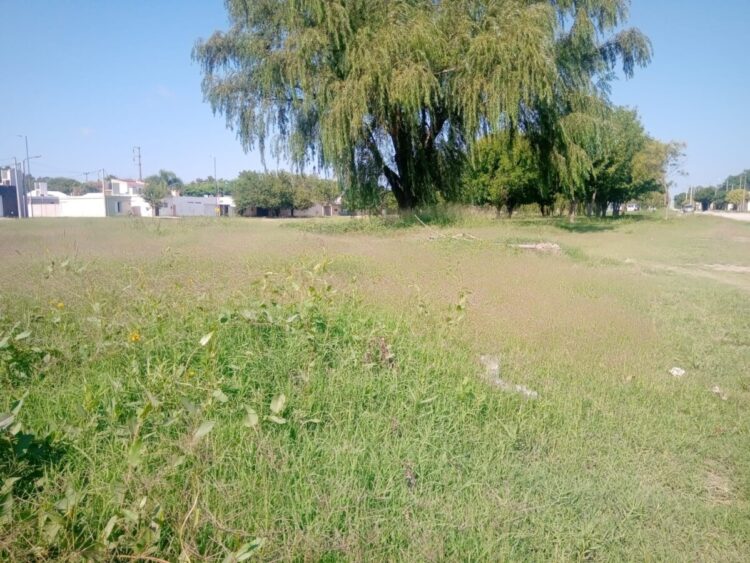 El Parque de los Yuyos