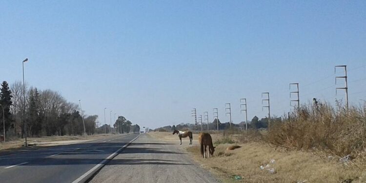 Animales  sueltos provocaron un accidente sobre RN 158