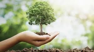 La importancia de tener una ciudad forestada