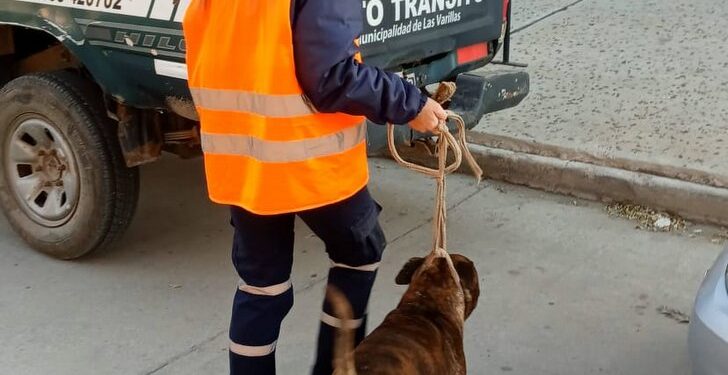 Retiraron un Pitbull de la calle por atacar a otro perro