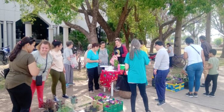 Volaron los plantines que vendía APADIM