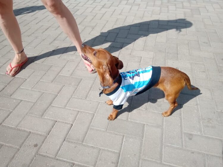Las Varillas festejó el campeonato del mundo de Argentina. Mirá las imágenes aquí