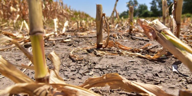 Por la sequía. es crítica la situación del sector agropecuario