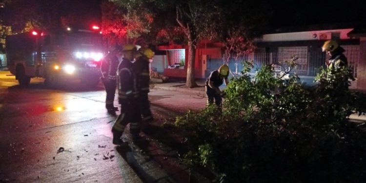 El fuerte temporal de anoche provocó caída de árboles y cortes de energía