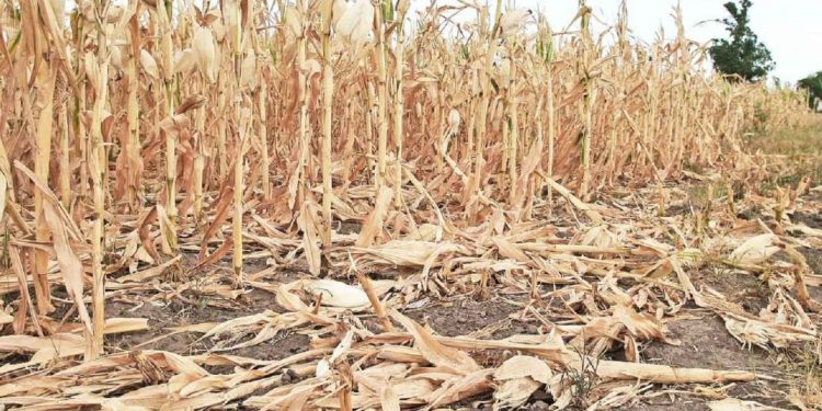Sequía: para normalizar la situación hídrica en nuestra zona harían falta unos 80 mm de lluvia de una sola vez