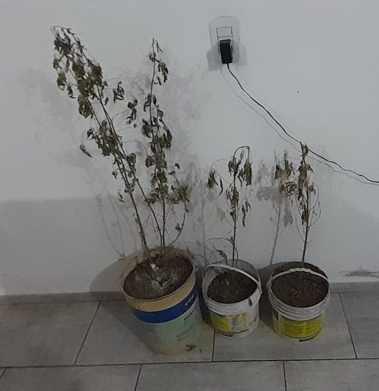 Secuestraron plantas y semillas de cannabis de una vivienda de nuestra ciudad