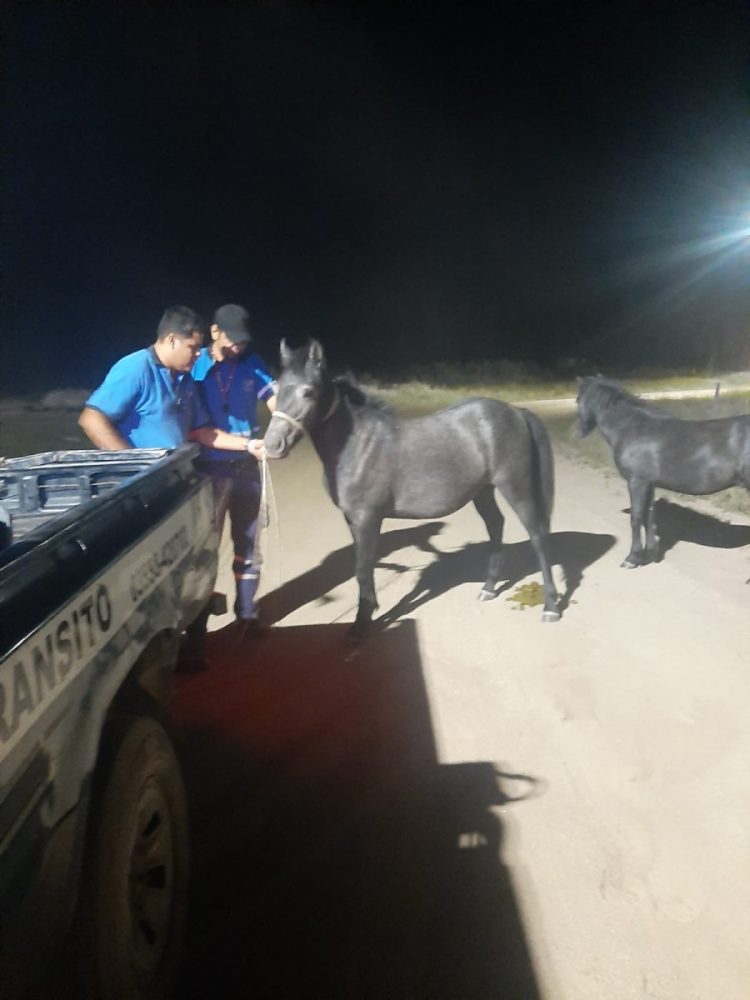 Actividades del área de Tránsito durante la semana anterior