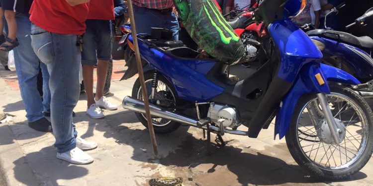Encontraron una víbora en una moto