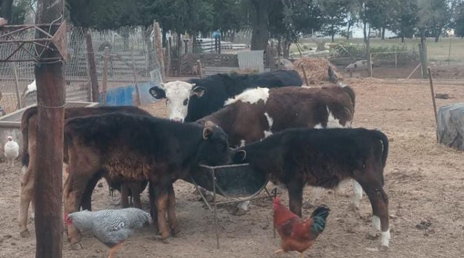 Recuperaron animales vacunos que habían sido robados