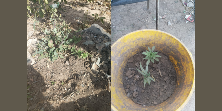 Secuestraron plantas de marihuana en S. M. Laspiur