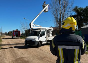 Rescate de felino en altura