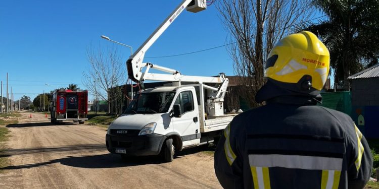 Rescate de felino en altura