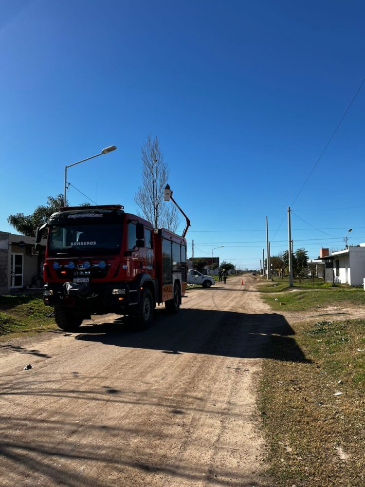 Rescate de felino en altura