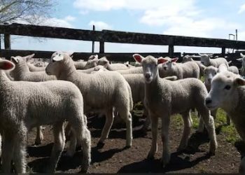 Robo de animales de un campo de la zona rural de Las Varas