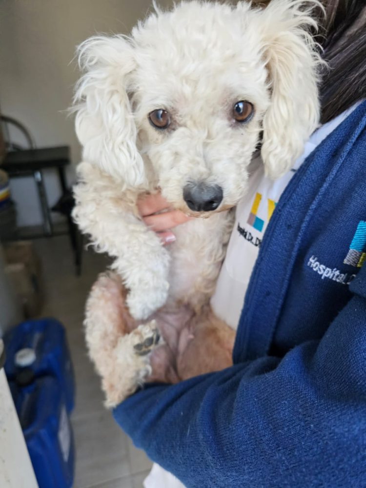 Mascotas encontradas o domicilios de sus dueños