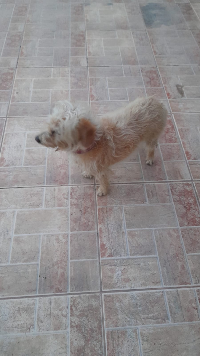 Mascotas encontradas o domicilios de sus dueños