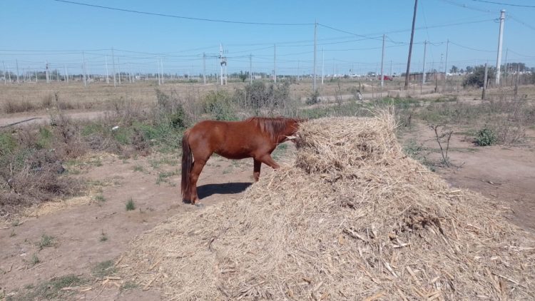 Actividad de la Policía Municipal durante el fin de semana