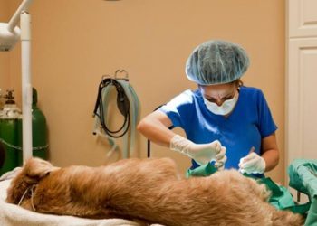 Dirección de Ambiente: Paulina Palmero dijo que hará hincapié en la tenencia responsable y castración de perros