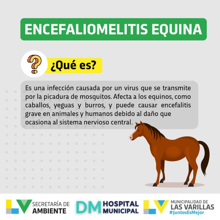 Encefalomielitis equina: qué es. Recomendaciones
