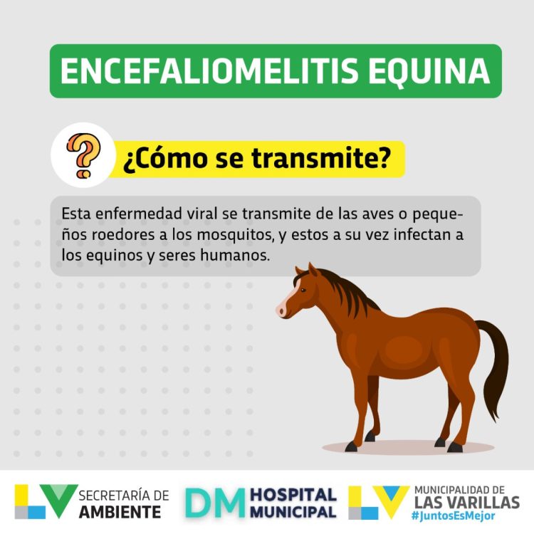 Encefalomielitis equina: qué es. Recomendaciones