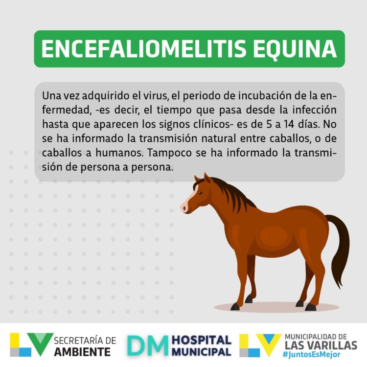 Encefalomielitis equina: qué es. Recomendaciones