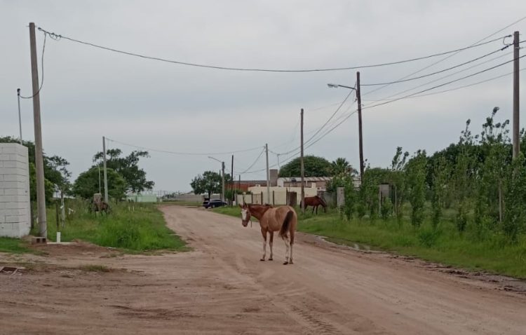 Informe del Depto de Tránsito y Seguridad Ciudadana