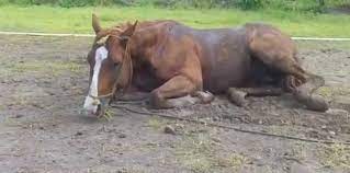 Detectaron en la zona síntomas compatibles con encefaliomielitis equina