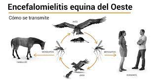 Encefalomielitis equina: qué es. Recomendaciones