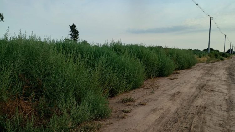 Desmalezan lotes contiguos a Aires del Este