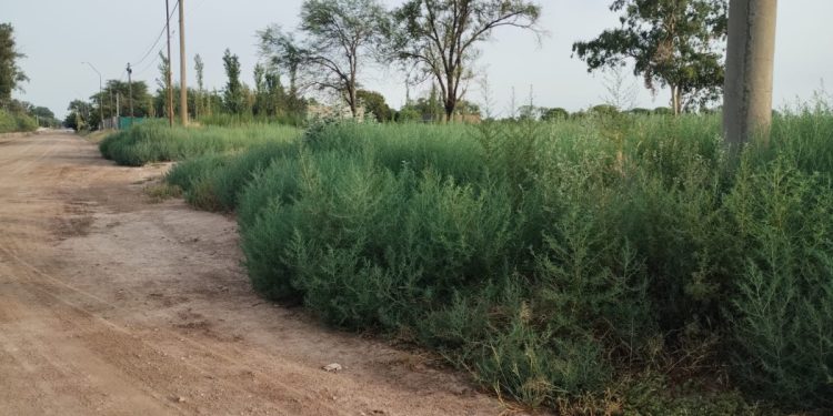 Desmalezan lotes contiguos a Aires del Este