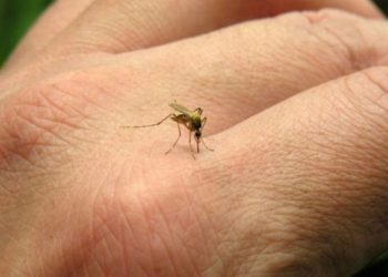 Dengue en la provincia: ya hay más de 9.300 casos registrados y siete fallecidos