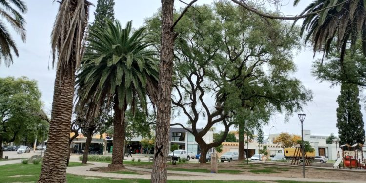 Extraerán árboles secos de Plaza San Martín