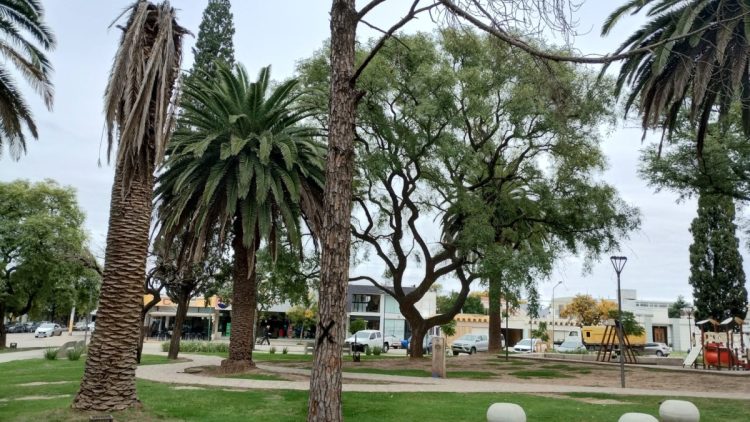 Extraerán árboles secos de Plaza San Martín