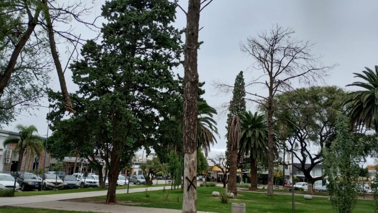 Extraerán árboles secos de Plaza San Martín