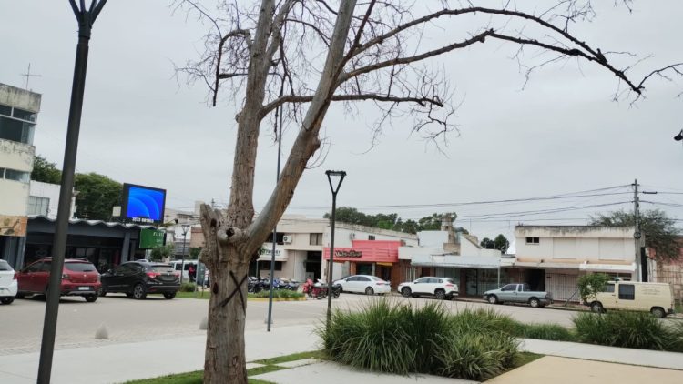 Extraerán árboles secos de Plaza San Martín