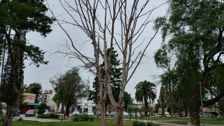 Extraerán árboles secos de Plaza San Martín