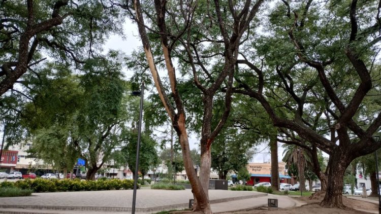 Extraerán árboles secos de Plaza San Martín