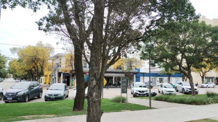 Extraerán árboles secos de Plaza San Martín